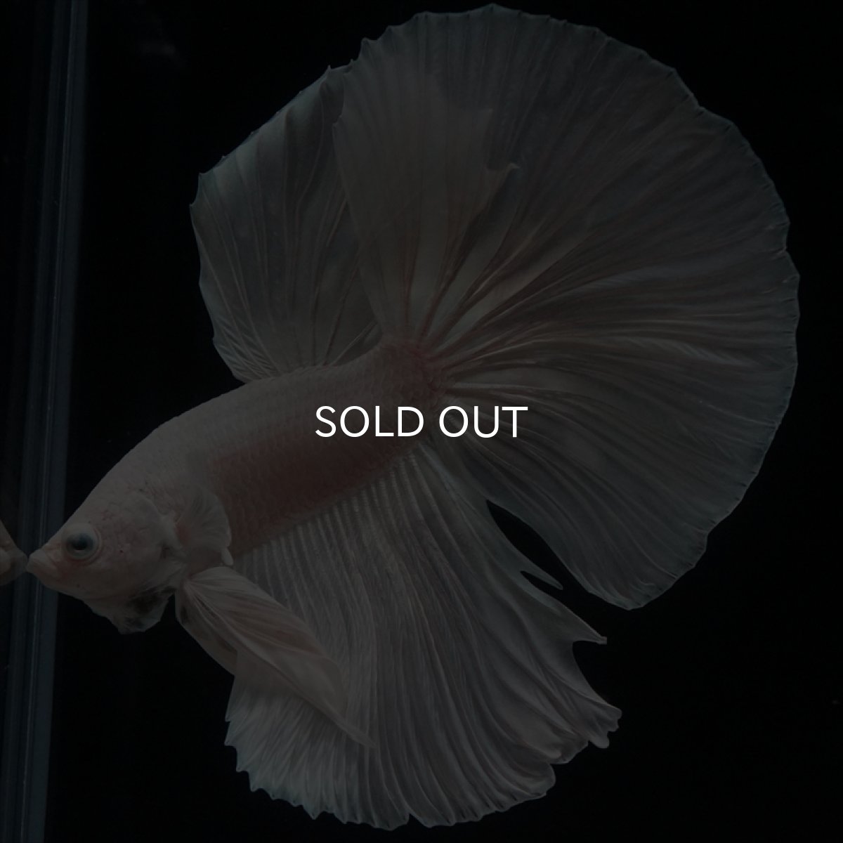 画像5: HM　ホワイト (5)