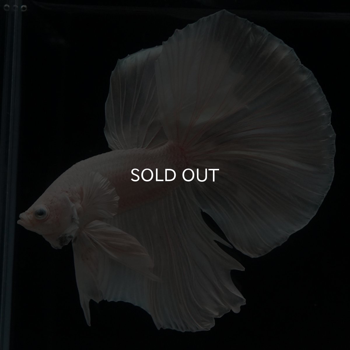 画像8: HM　ホワイト (8)