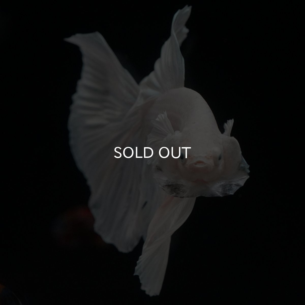 画像2: HM　ホワイト (2)