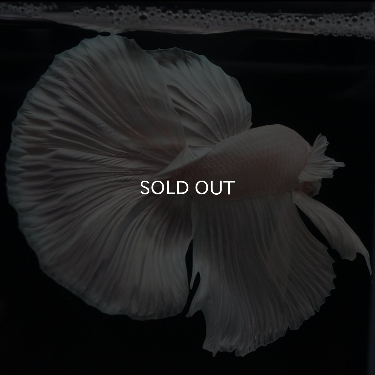 画像4: HM　ホワイト (4)