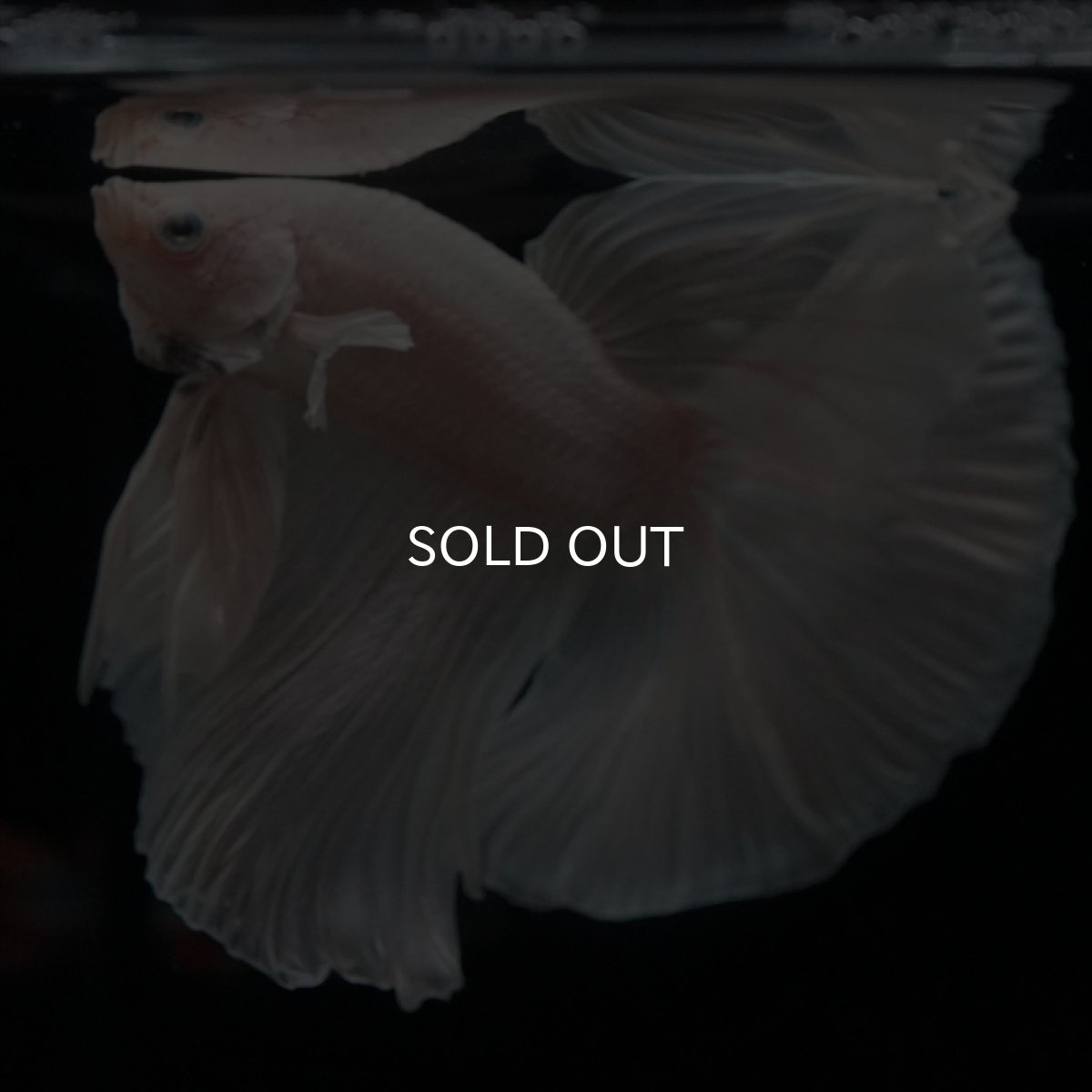 画像7: HM　ホワイト (7)