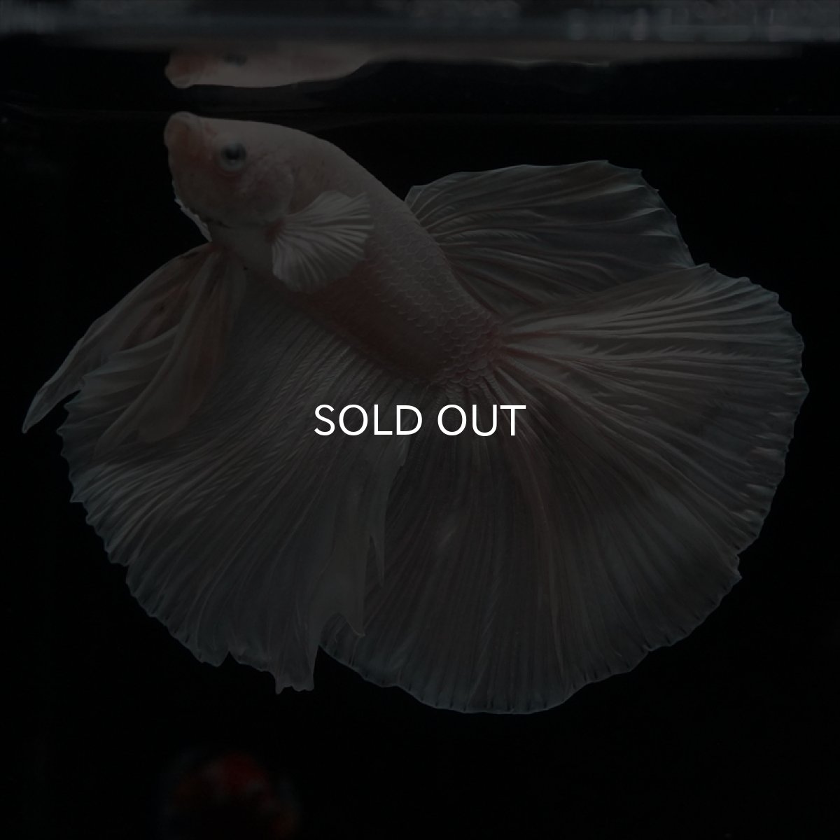 画像6: HM　ホワイト (6)