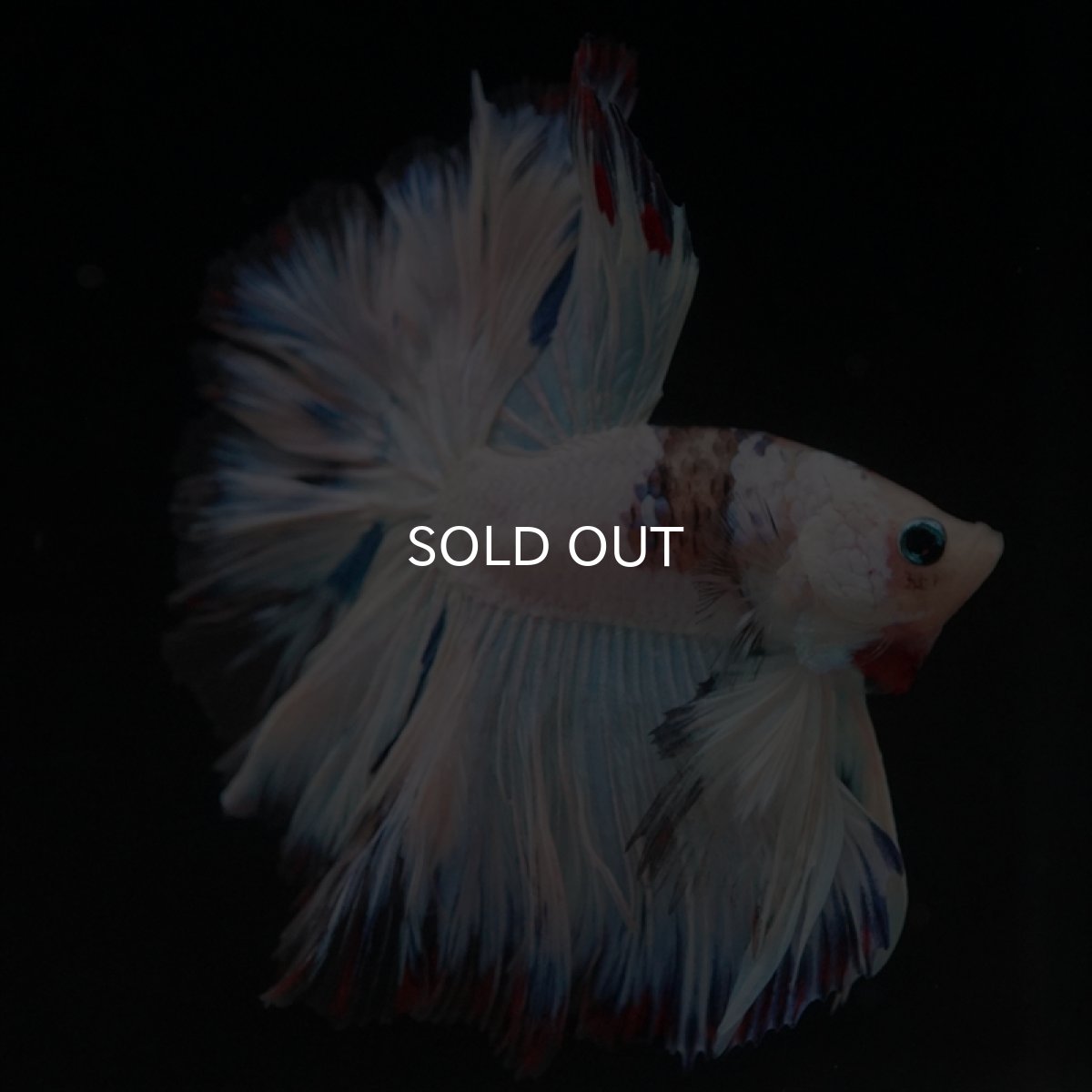 画像15: HM　ホワイトファンシーローズテール (15)