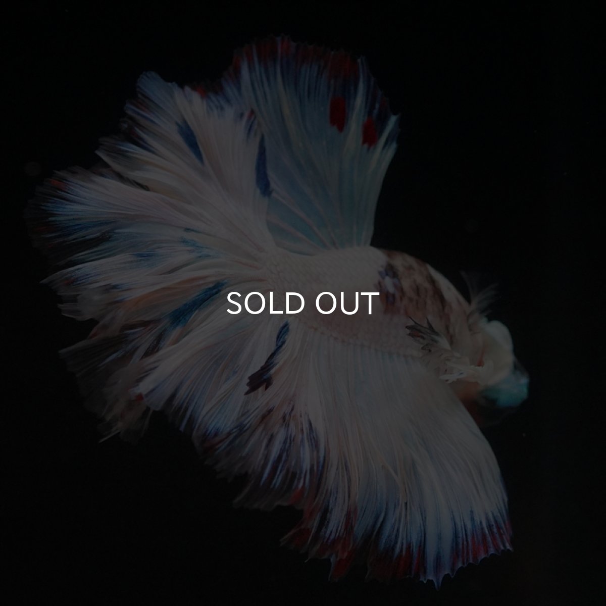 画像14: HM　ホワイトファンシーローズテール (14)