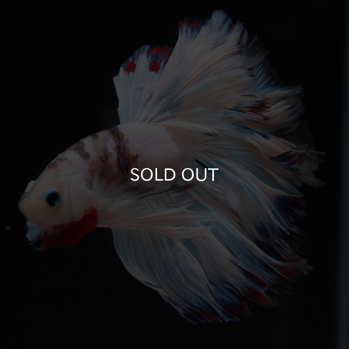 画像13: HM　ホワイトファンシーローズテール (13)