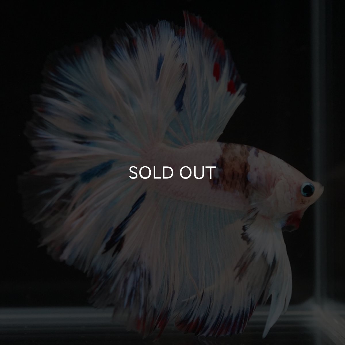 画像12: HM　ホワイトファンシーローズテール (12)