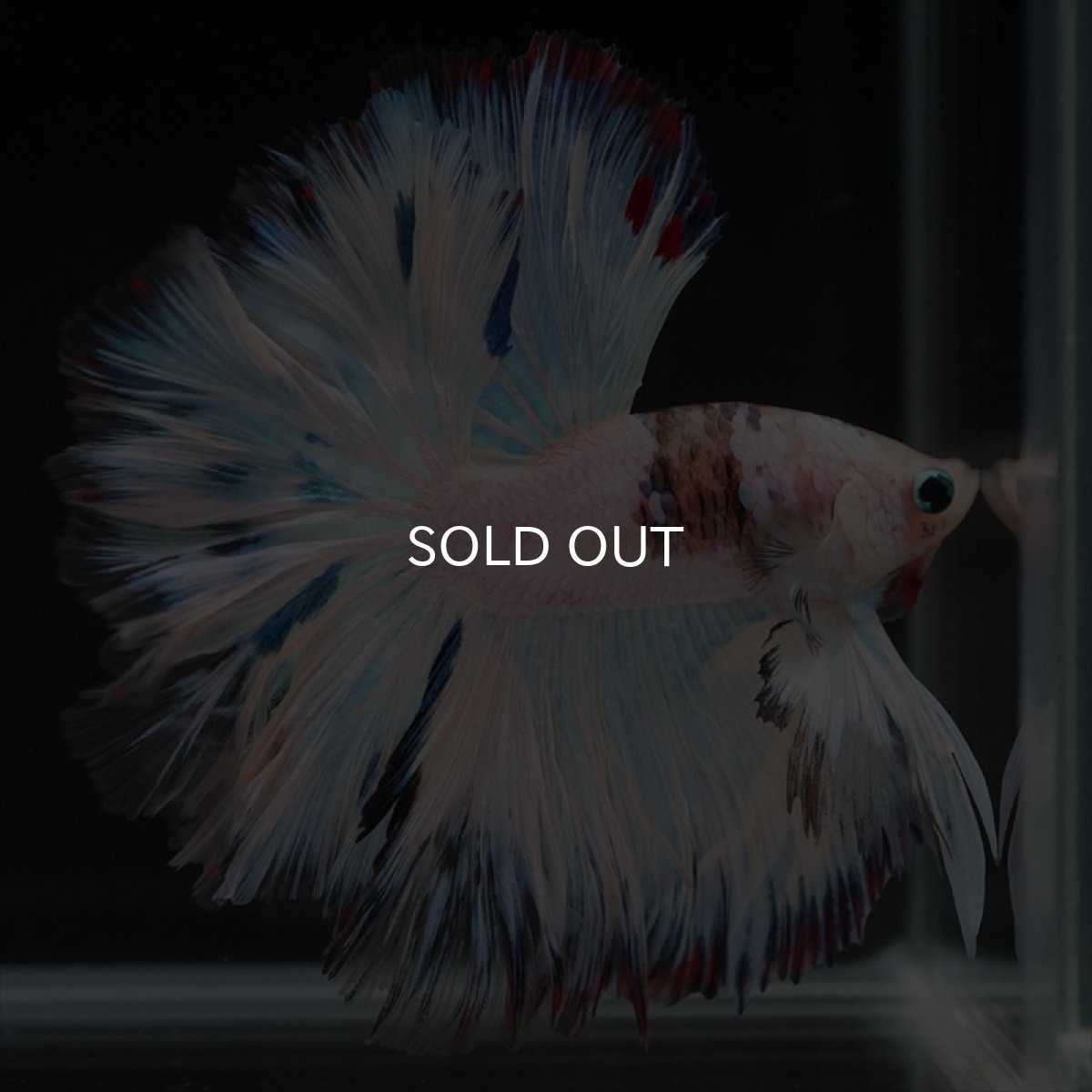 画像11: HM　ホワイトファンシーローズテール (11)