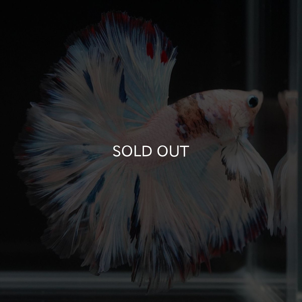 画像10: HM　ホワイトファンシーローズテール (10)