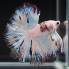 画像10: HM　ホワイトファンシーローズテール (10)
