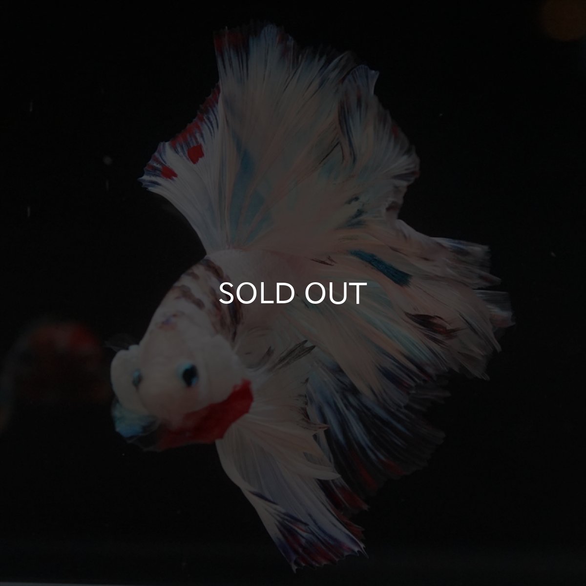 画像3: HM　ホワイトファンシーローズテール (3)