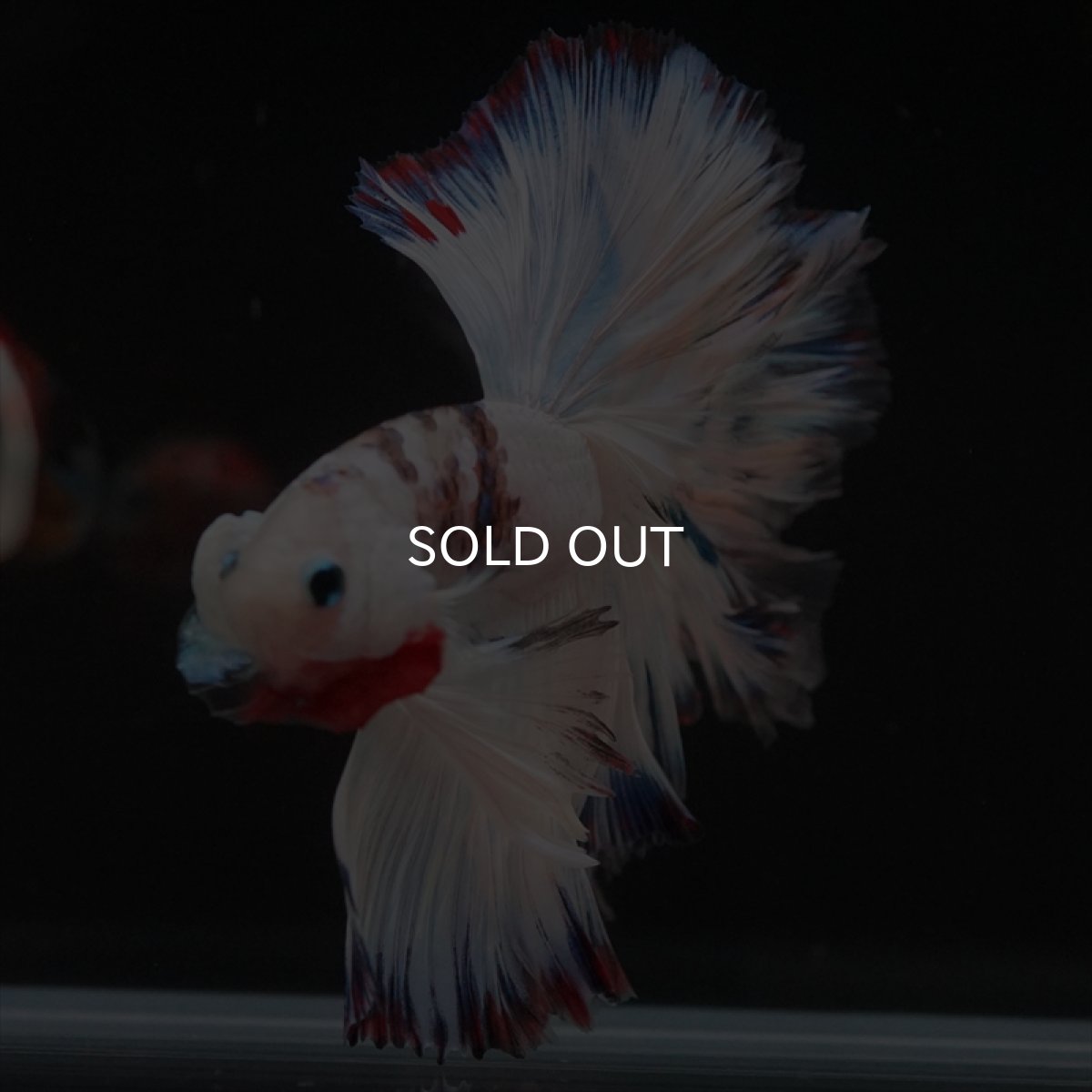 画像9: HM　ホワイトファンシーローズテール (9)