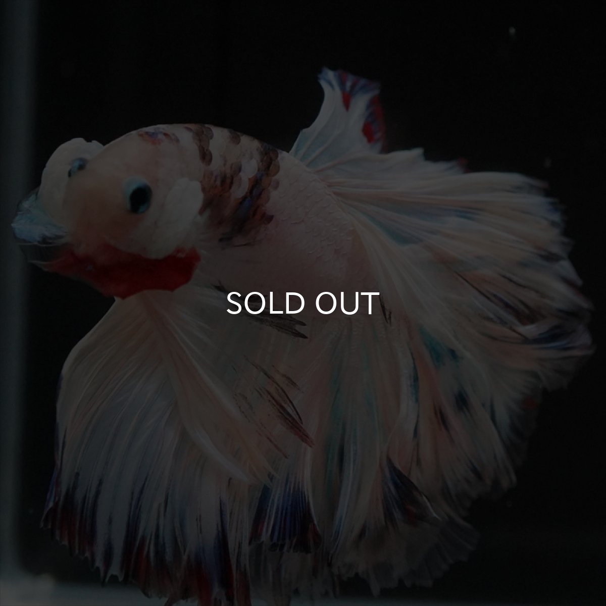 画像8: HM　ホワイトファンシーローズテール (8)