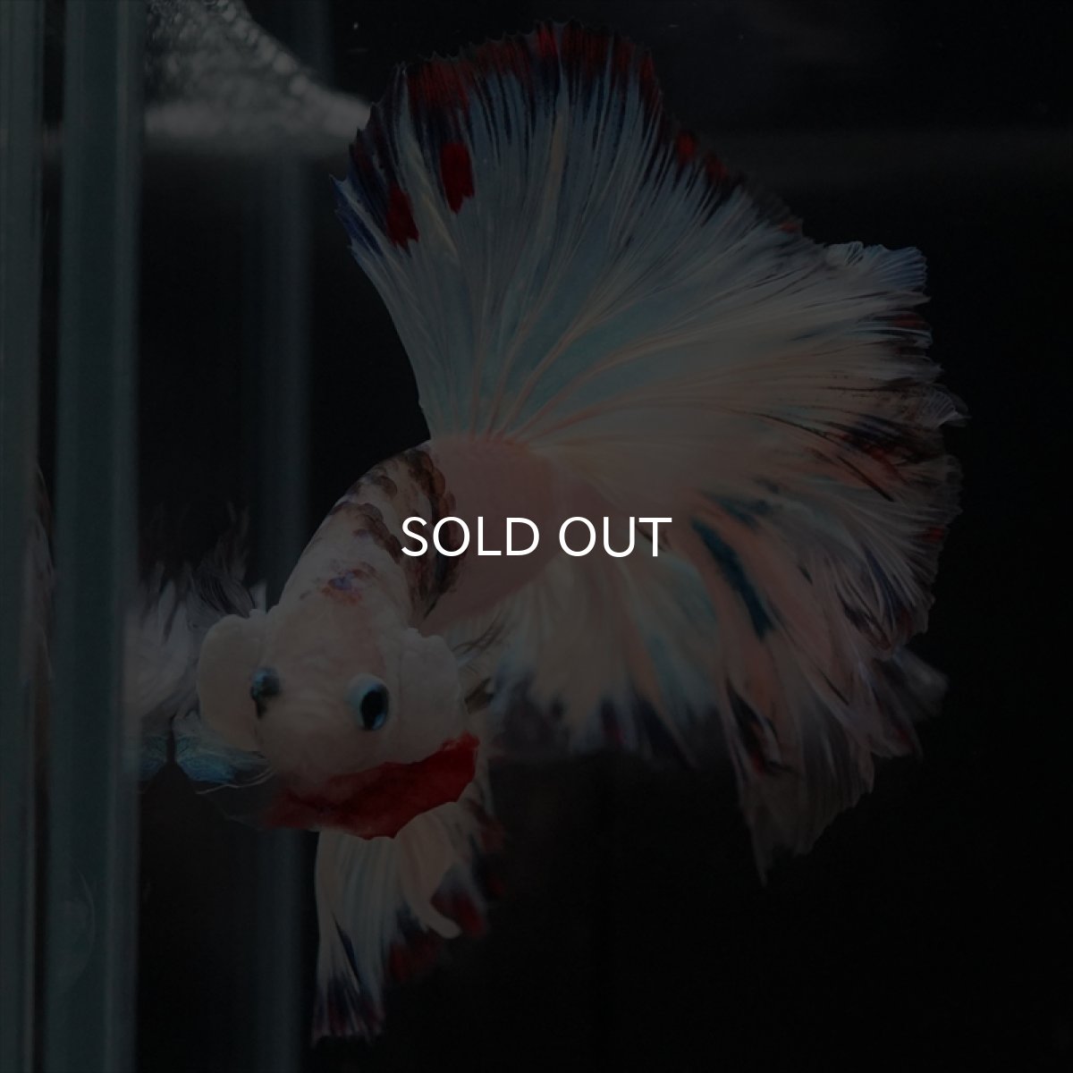 画像7: HM　ホワイトファンシーローズテール (7)