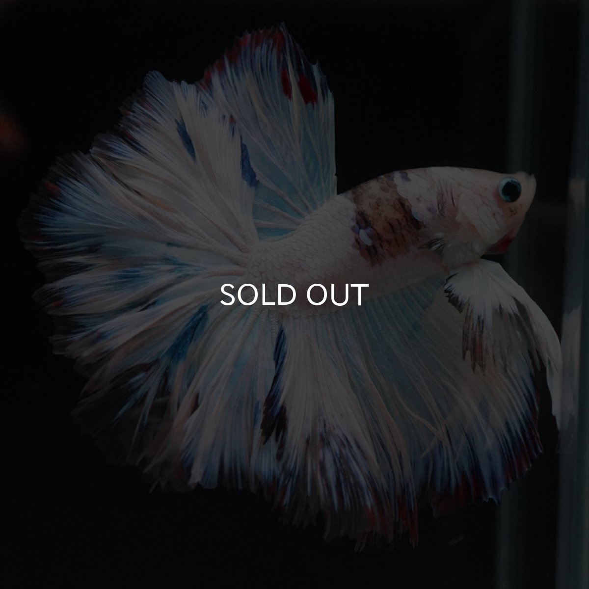 画像2: HM　ホワイトファンシーローズテール (2)