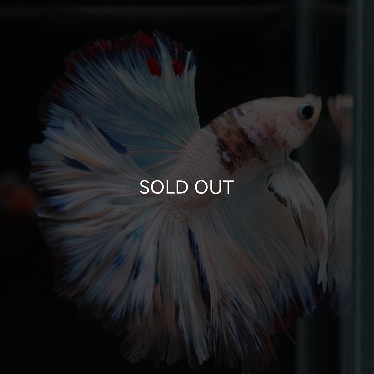 画像6: HM　ホワイトファンシーローズテール (6)