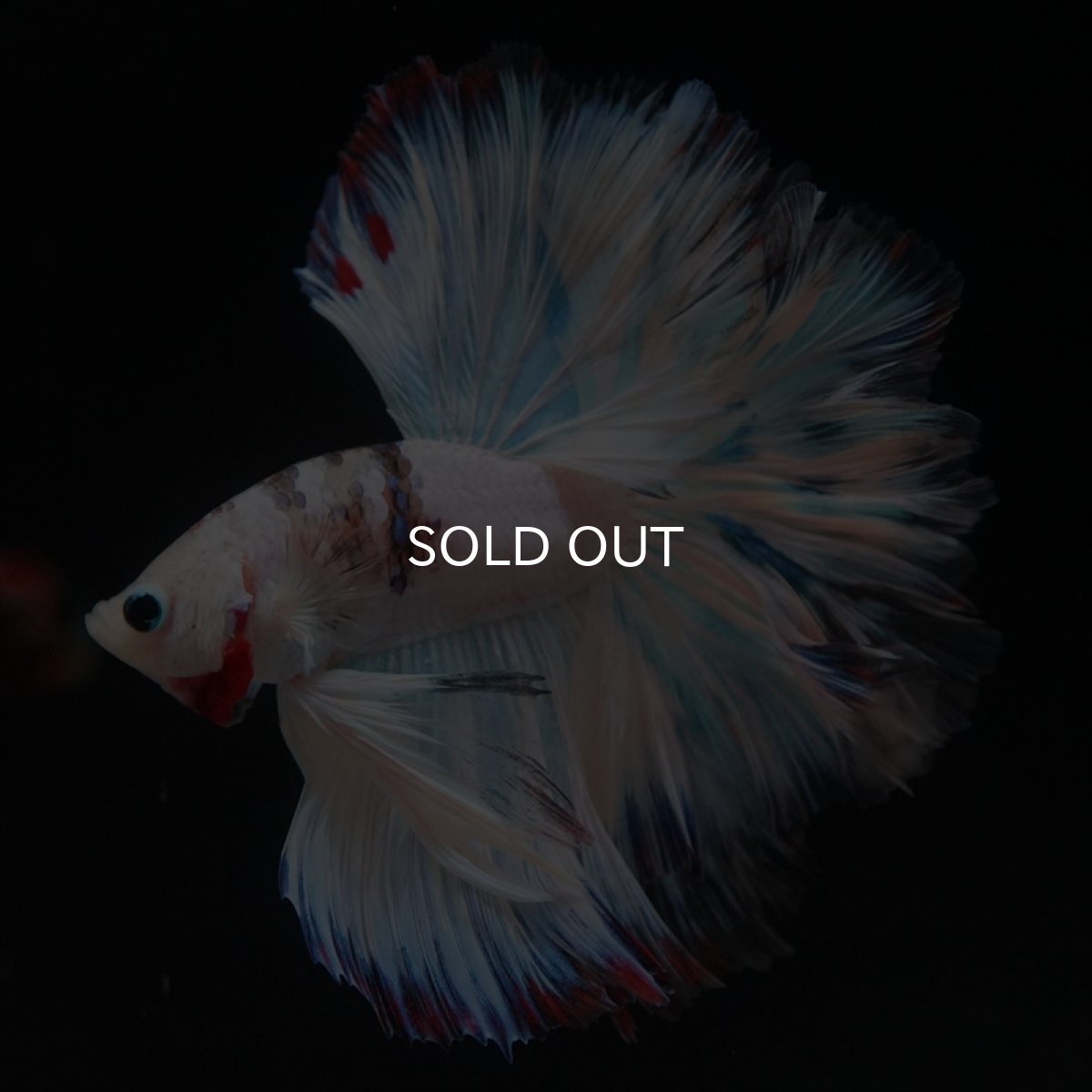 画像5: HM　ホワイトファンシーローズテール (5)