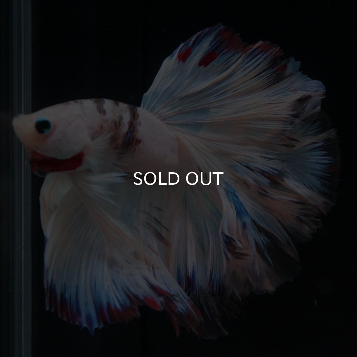 画像4: HM　ホワイトファンシーローズテール (4)