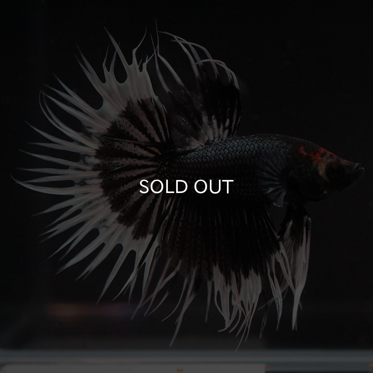 画像16: CT　ブラックカッパーバタフライ (16)