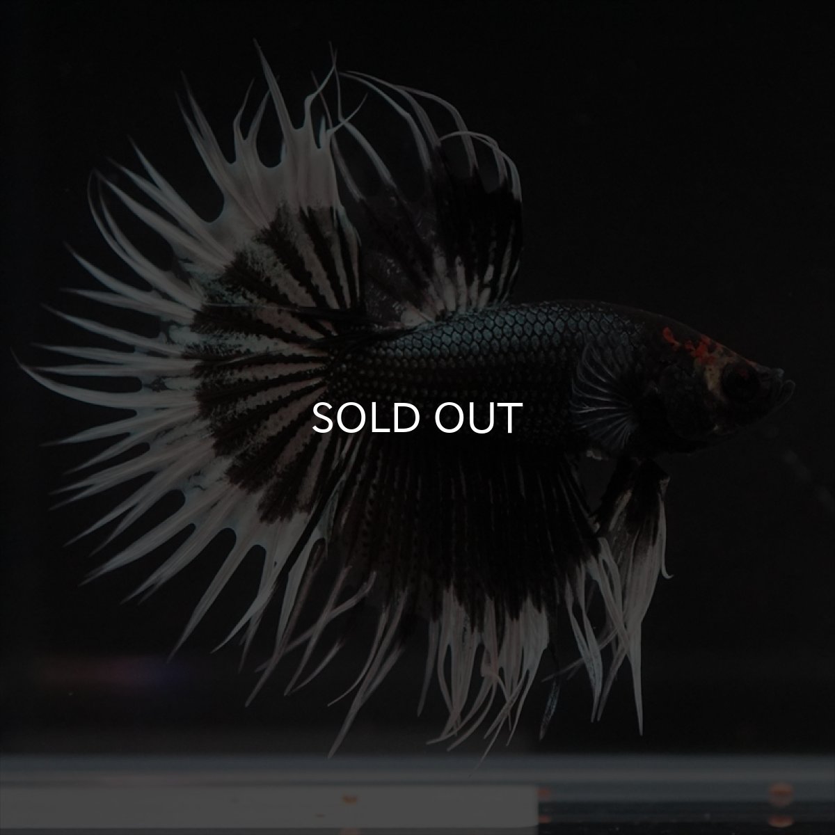 画像15: CT　ブラックカッパーバタフライ (15)