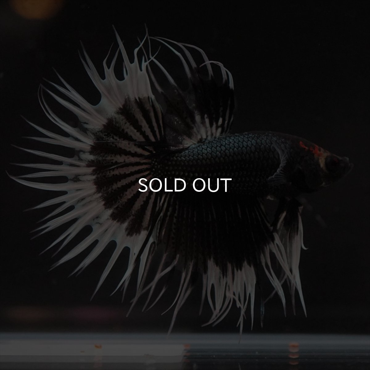 画像13: CT　ブラックカッパーバタフライ (13)