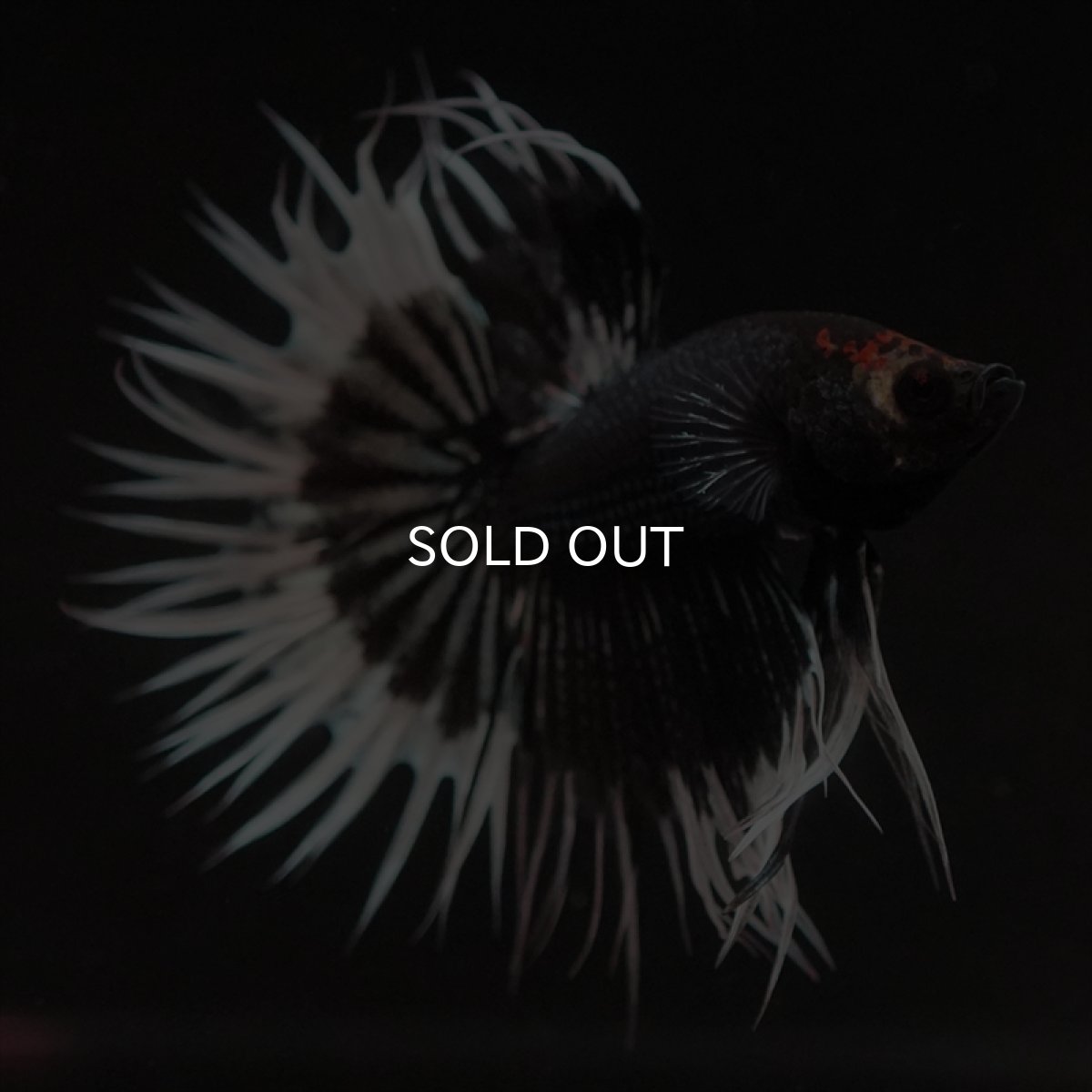 画像12: CT　ブラックカッパーバタフライ (12)