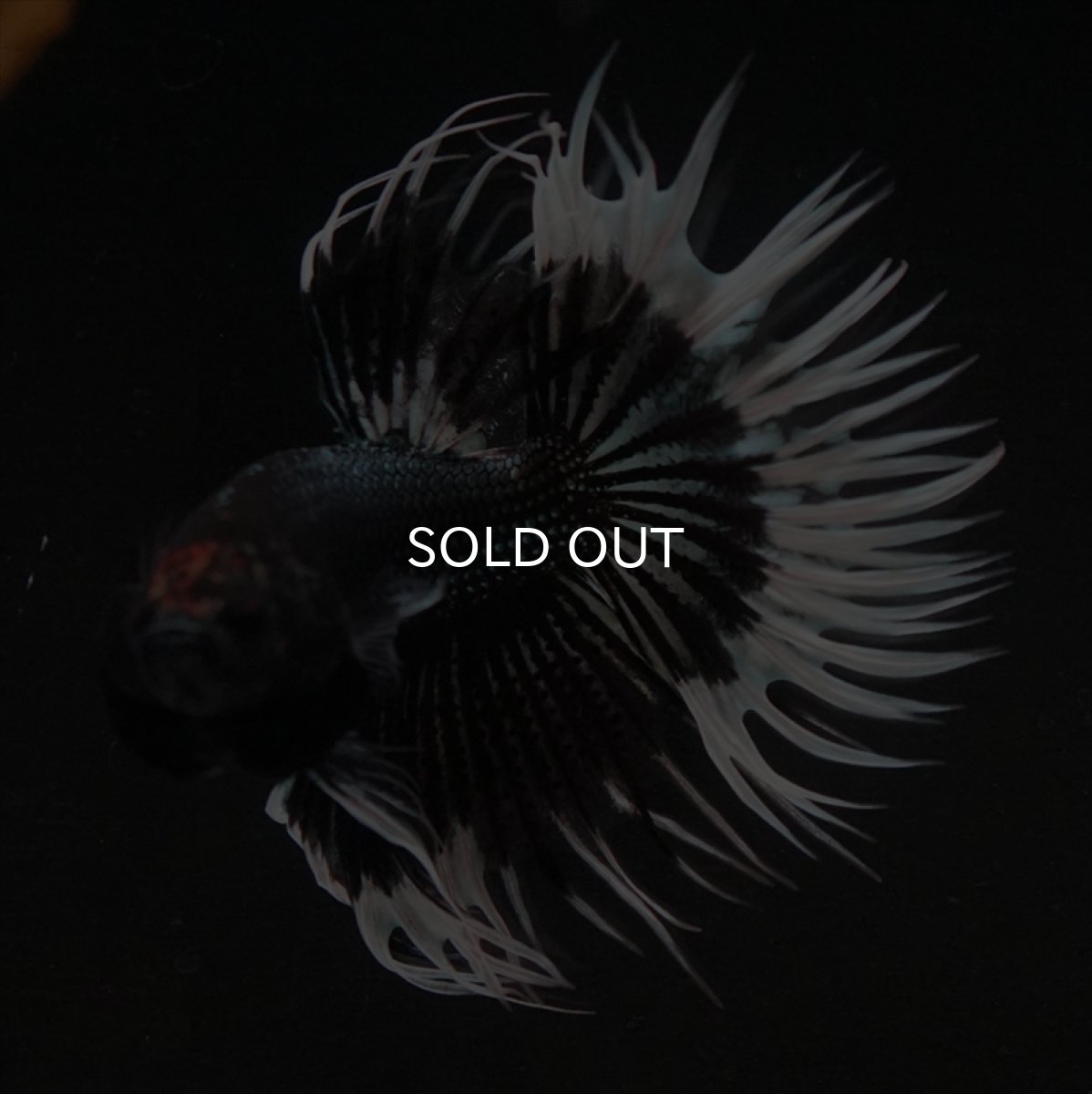 画像11: CT　ブラックカッパーバタフライ (11)