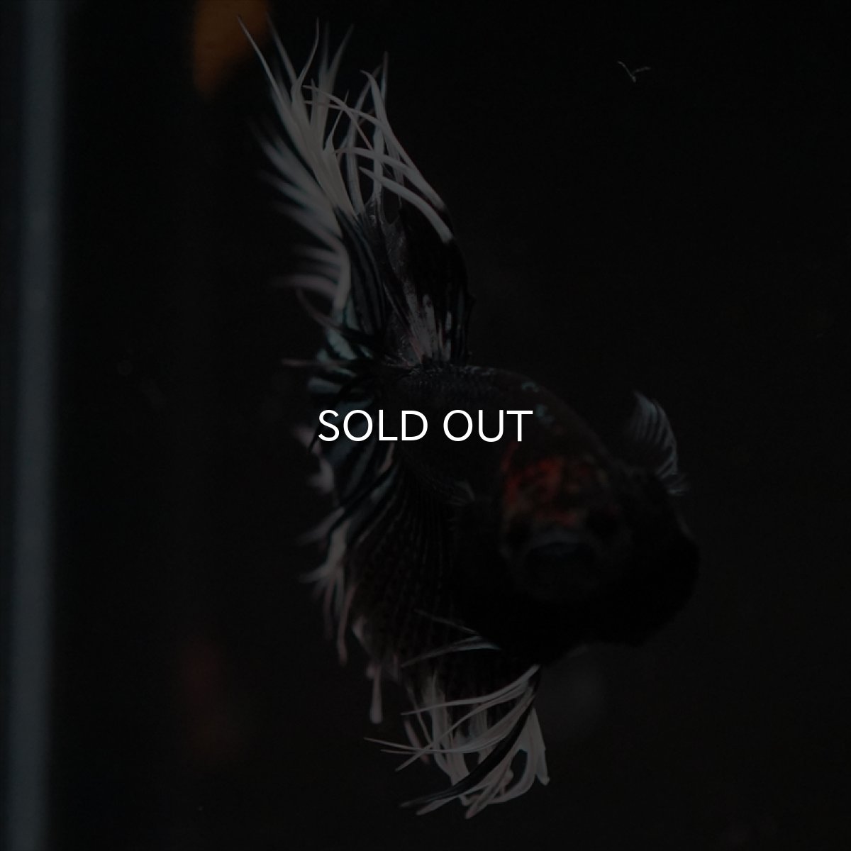 画像10: CT　ブラックカッパーバタフライ (10)