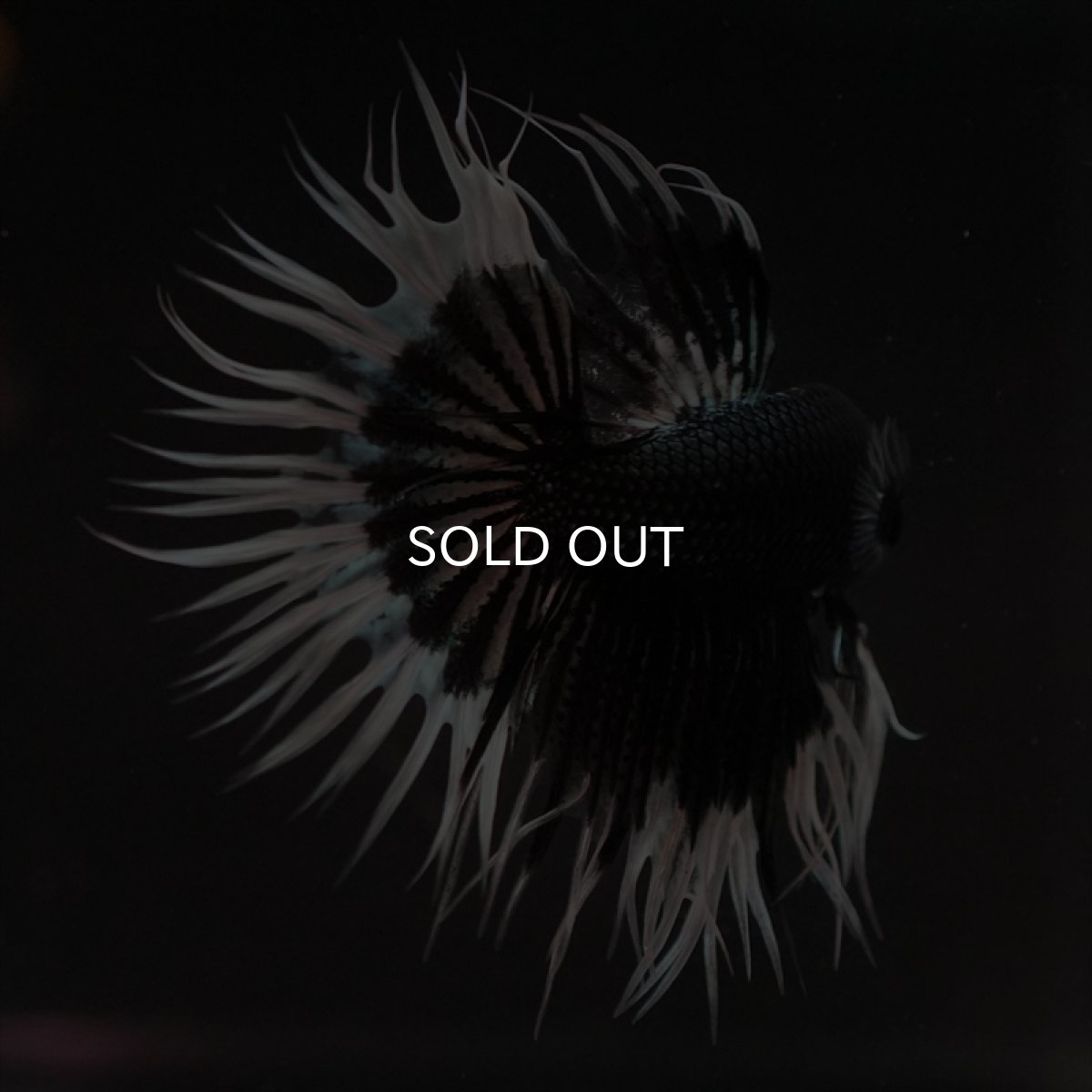 画像3: CT　ブラックカッパーバタフライ (3)