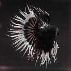 画像3: CT　ブラックカッパーバタフライ (3)