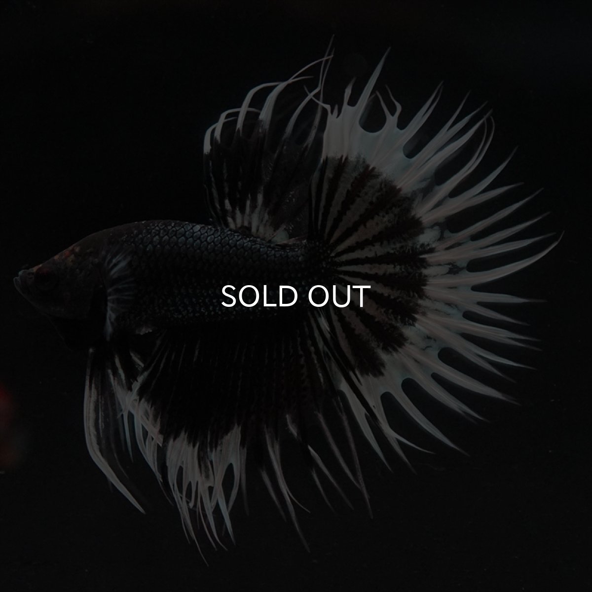 画像8: CT　ブラックカッパーバタフライ (8)