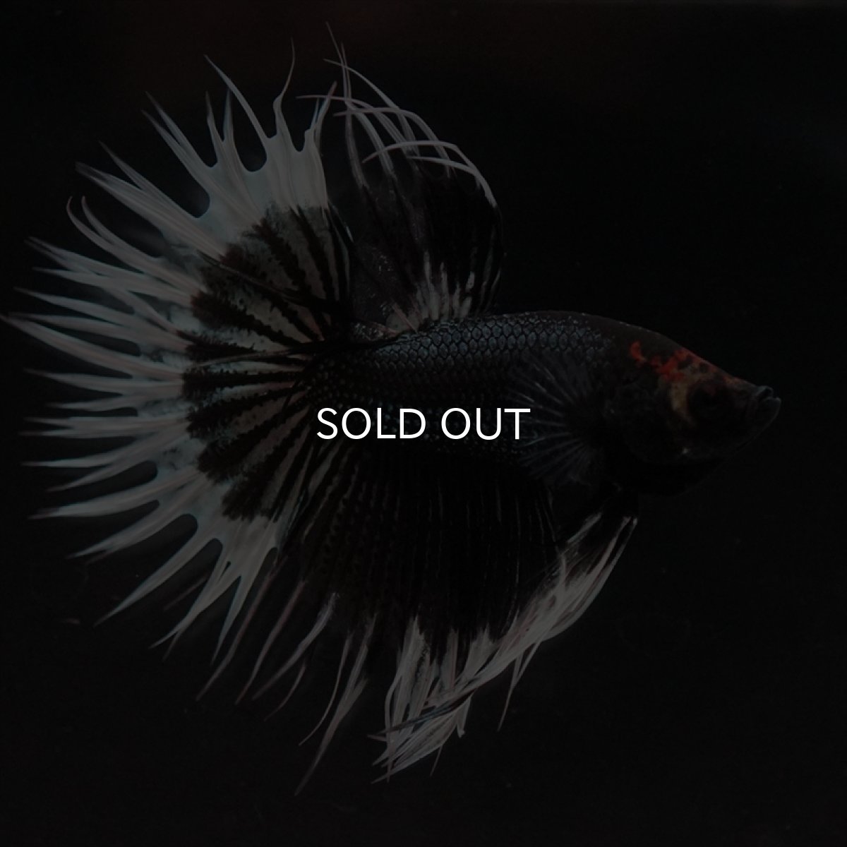 画像7: CT　ブラックカッパーバタフライ (7)