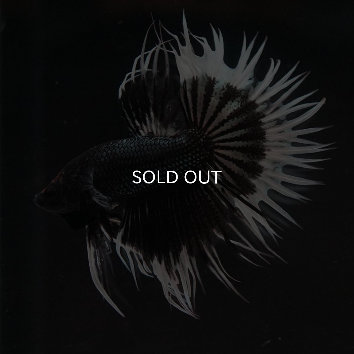 画像6: CT　ブラックカッパーバタフライ (6)