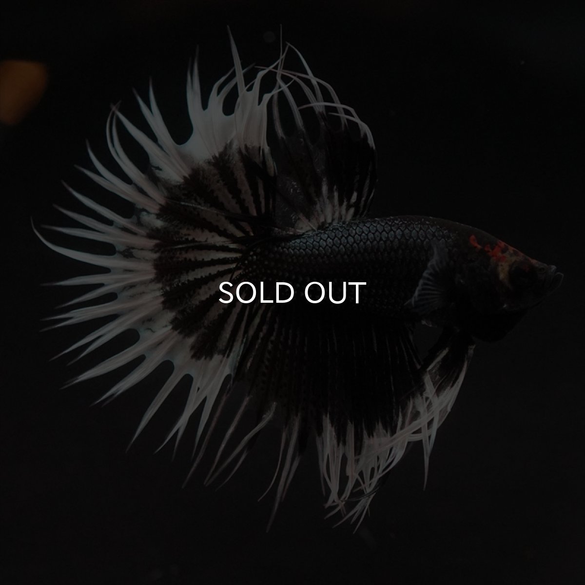 画像5: CT　ブラックカッパーバタフライ (5)