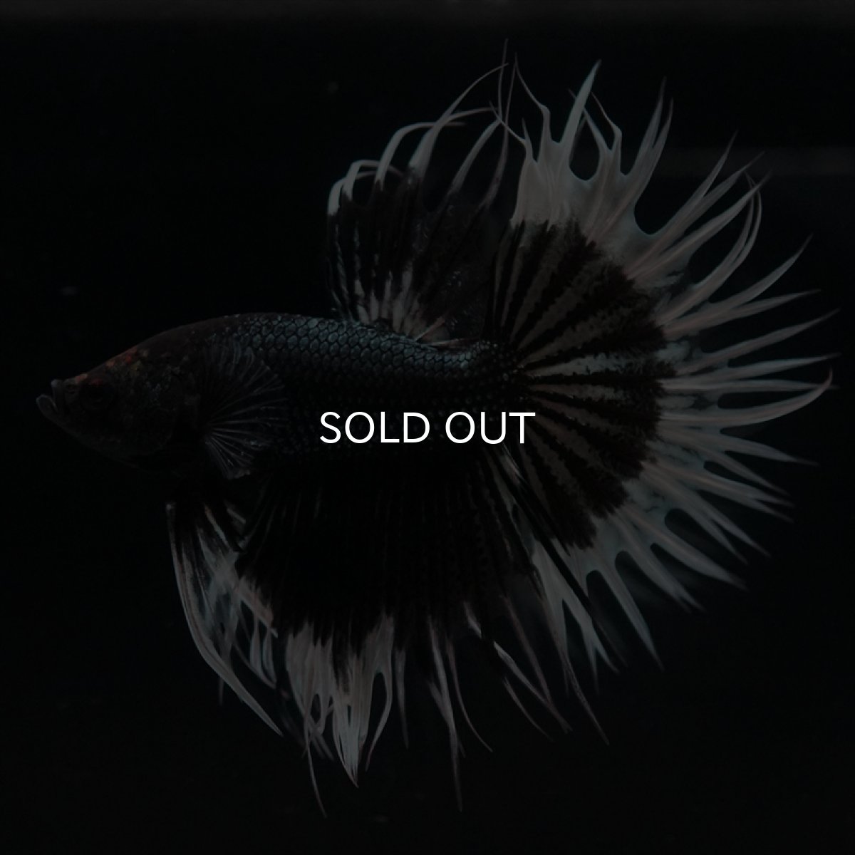 画像4: CT　ブラックカッパーバタフライ (4)