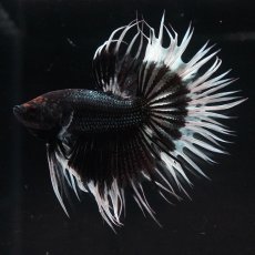 画像1: CT　ブラックカッパーバタフライ (1)