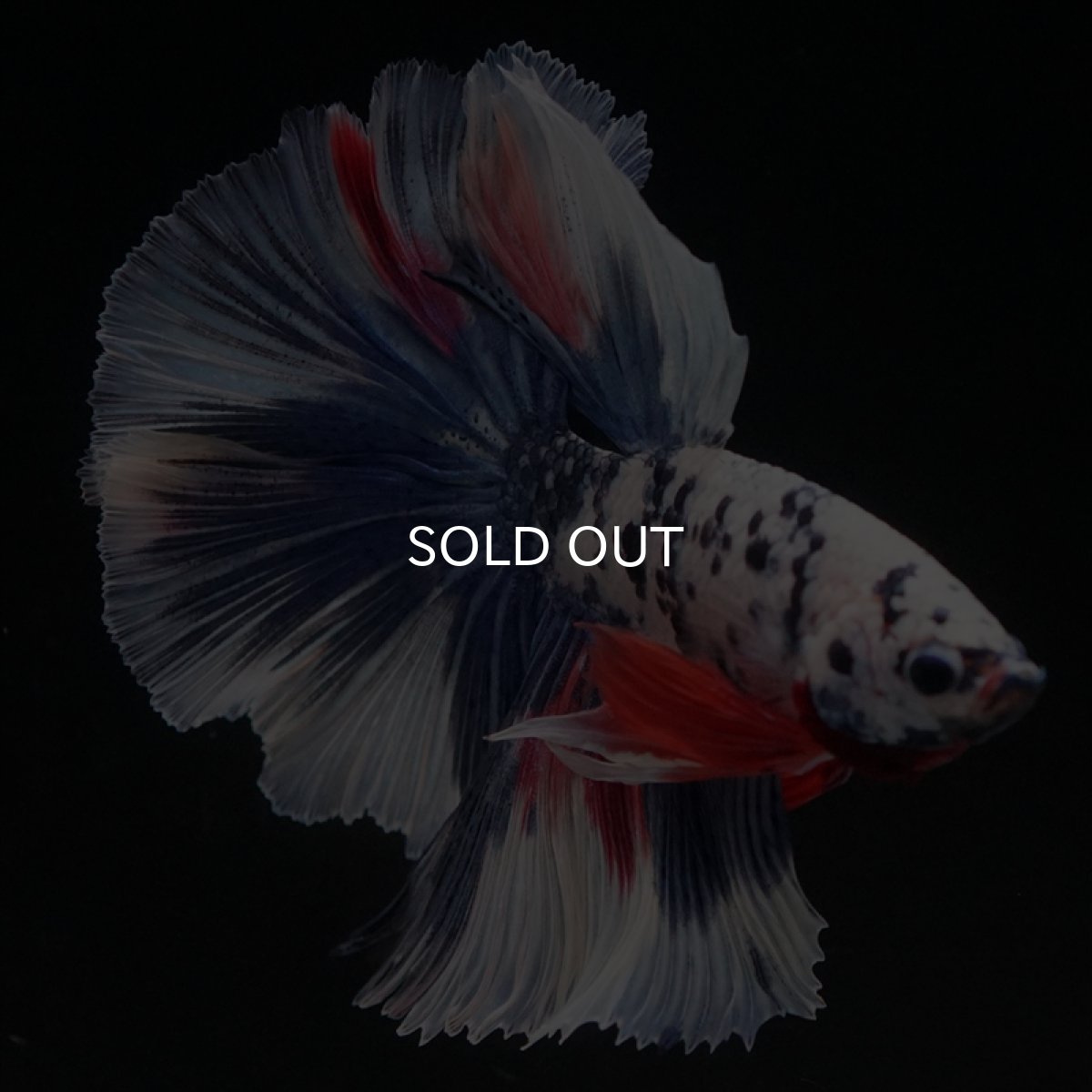 画像18: HM　ファンシーマーブル (18)