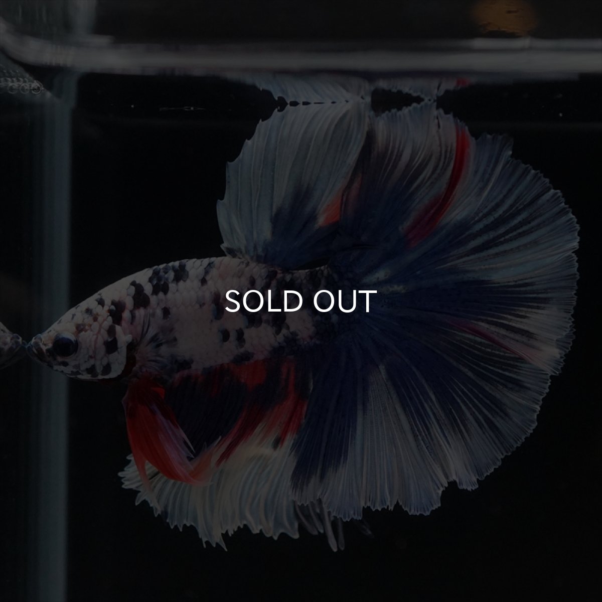 画像17: HM　ファンシーマーブル (17)