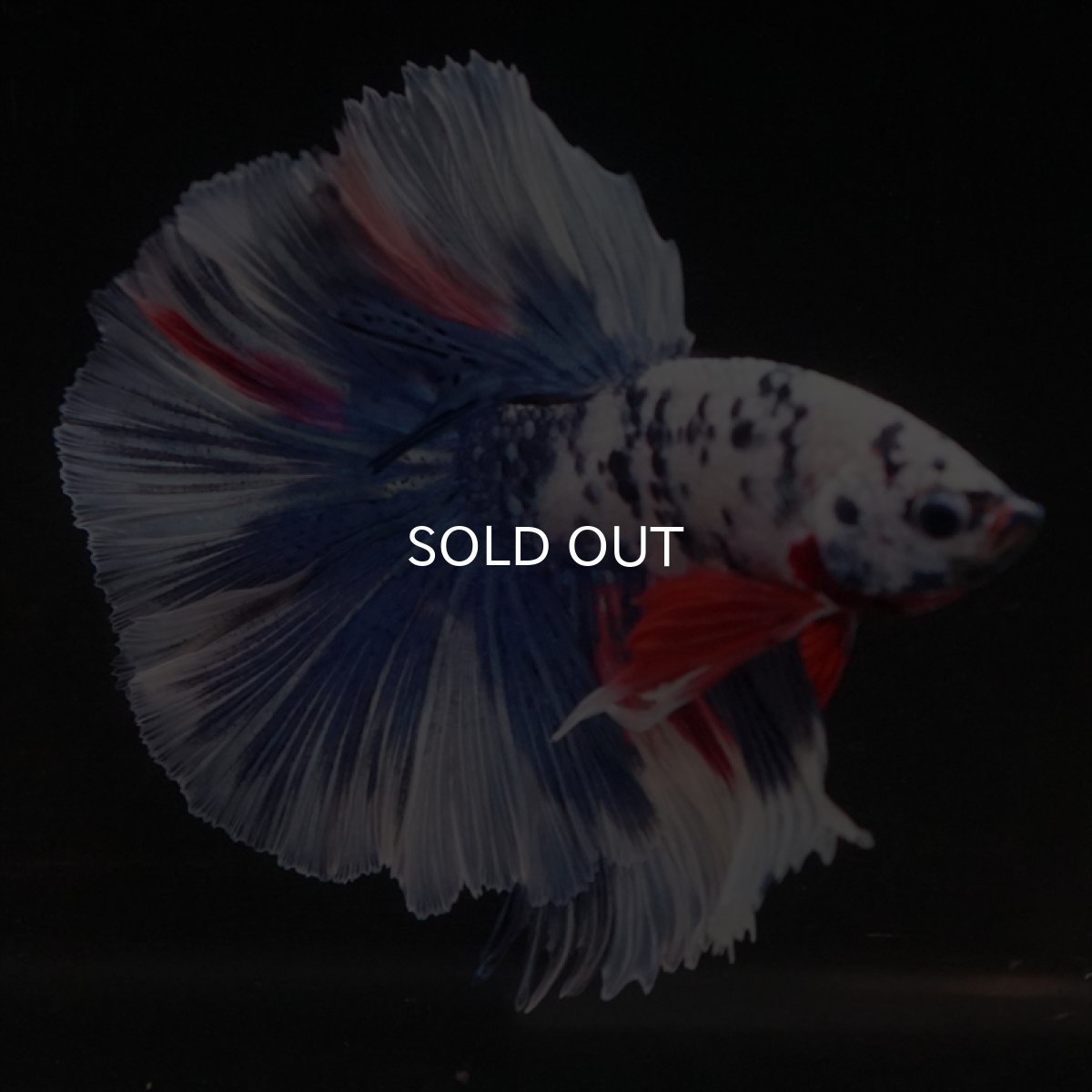 画像16: HM　ファンシーマーブル (16)