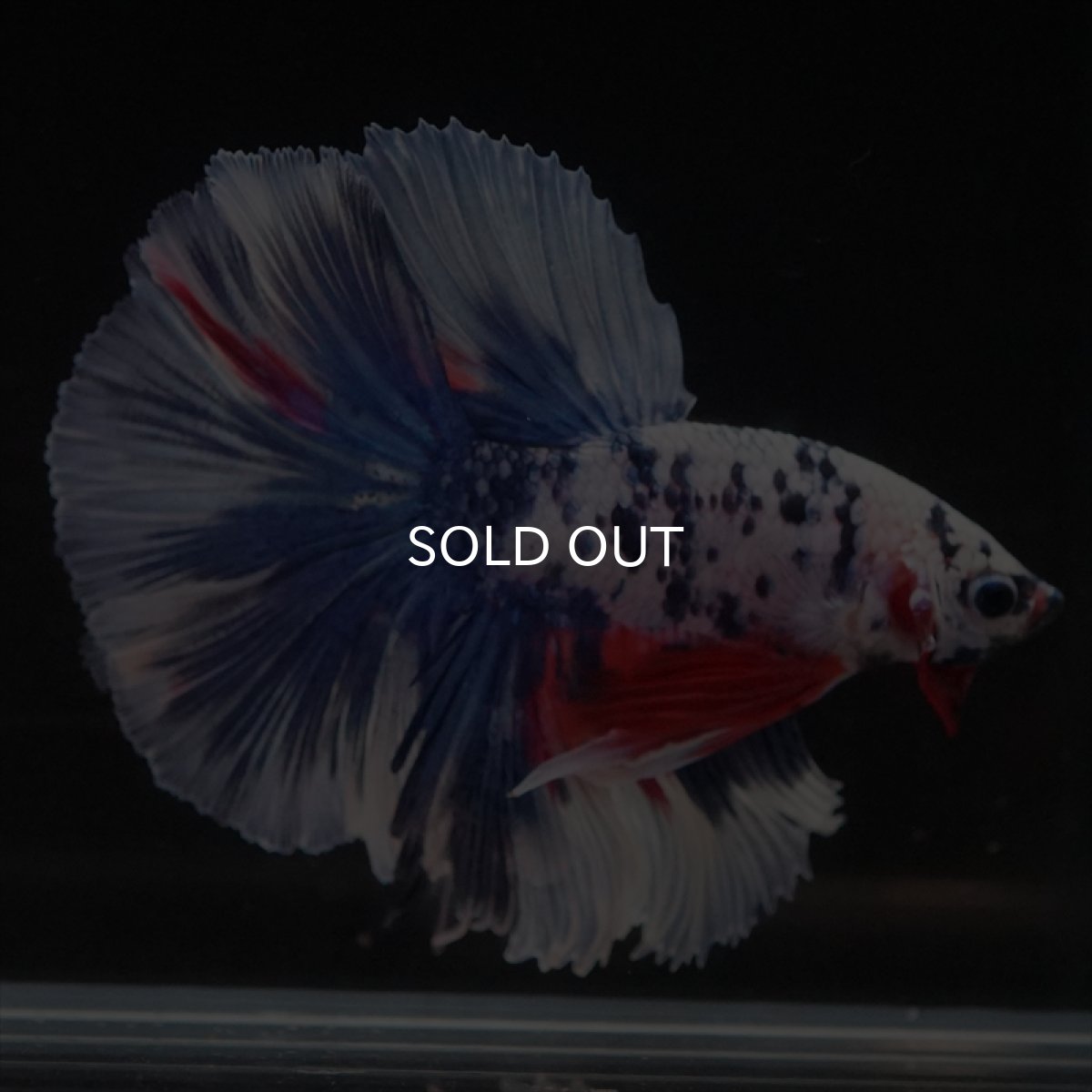 画像15: HM　ファンシーマーブル (15)