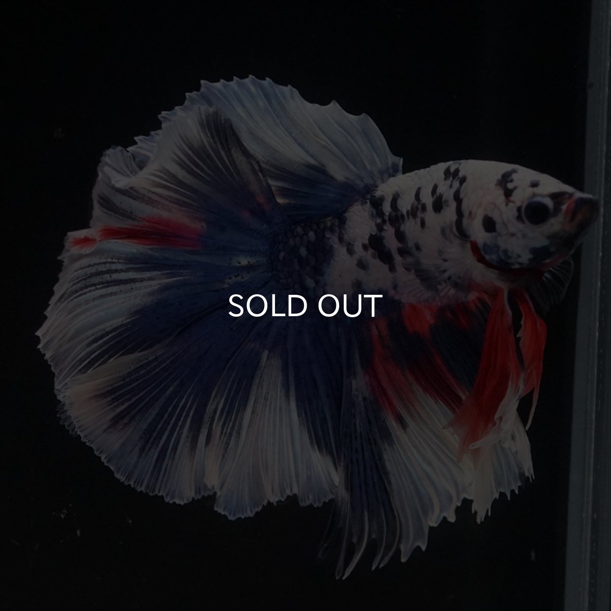 画像14: HM　ファンシーマーブル (14)