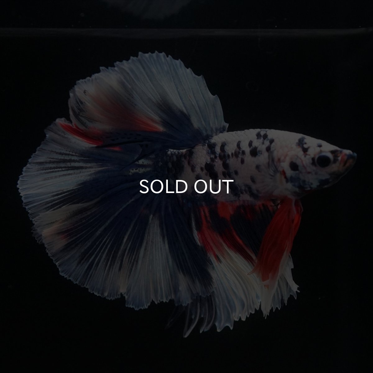 画像13: HM　ファンシーマーブル (13)