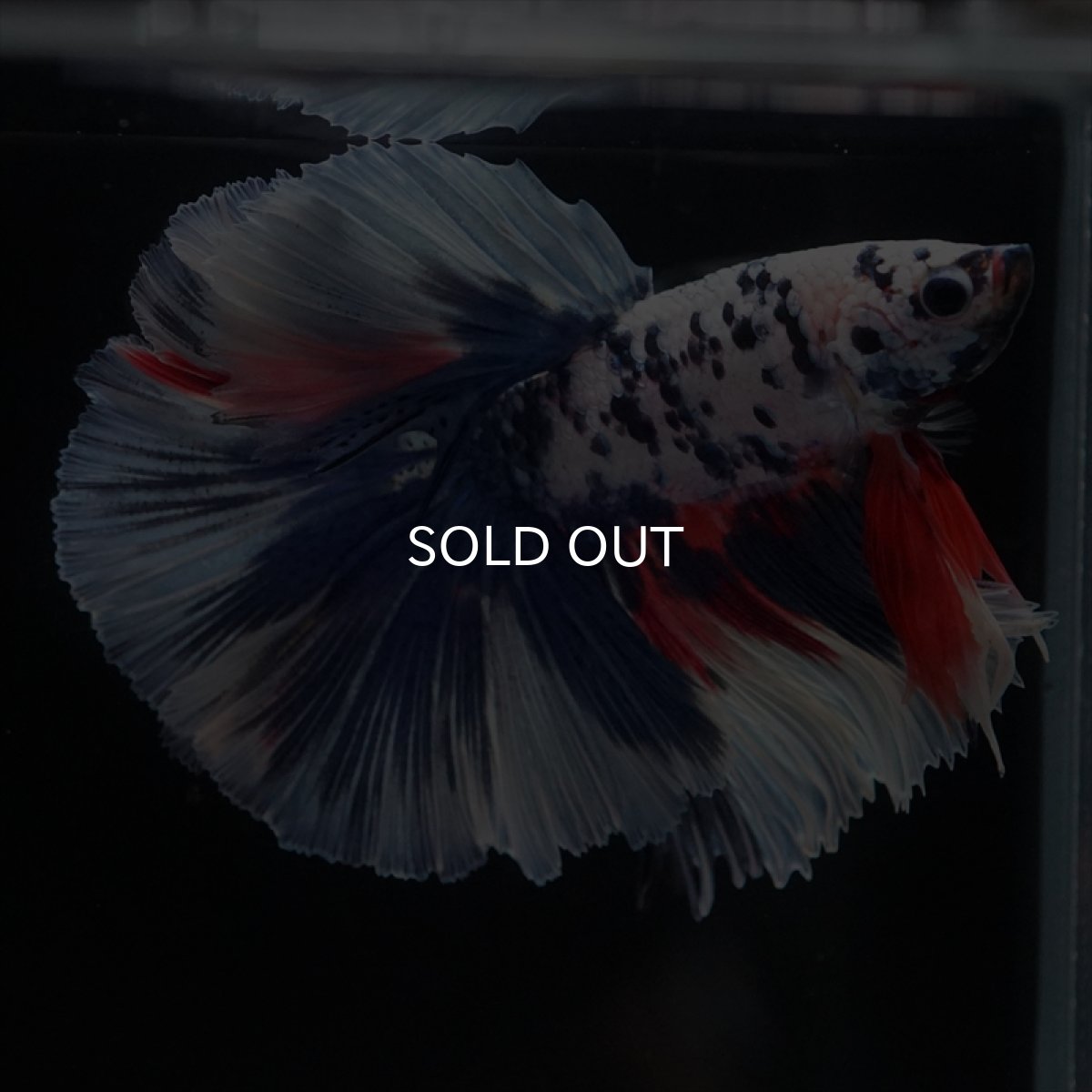 画像12: HM　ファンシーマーブル (12)