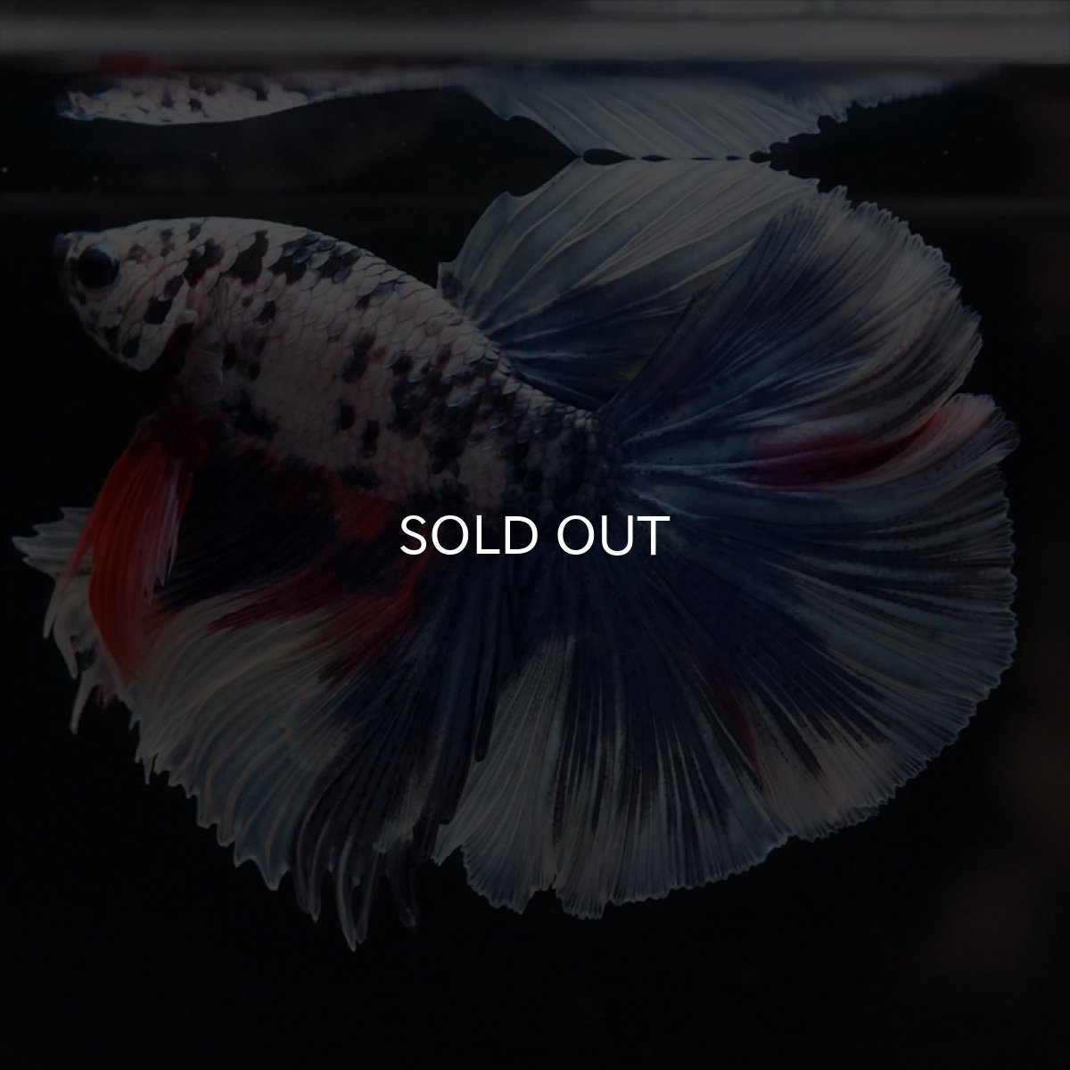 画像11: HM　ファンシーマーブル (11)