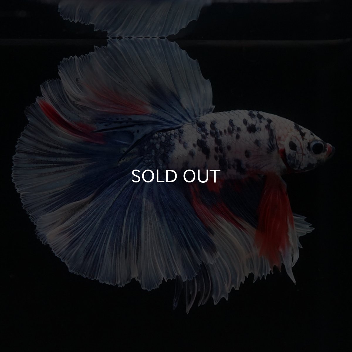 画像10: HM　ファンシーマーブル (10)