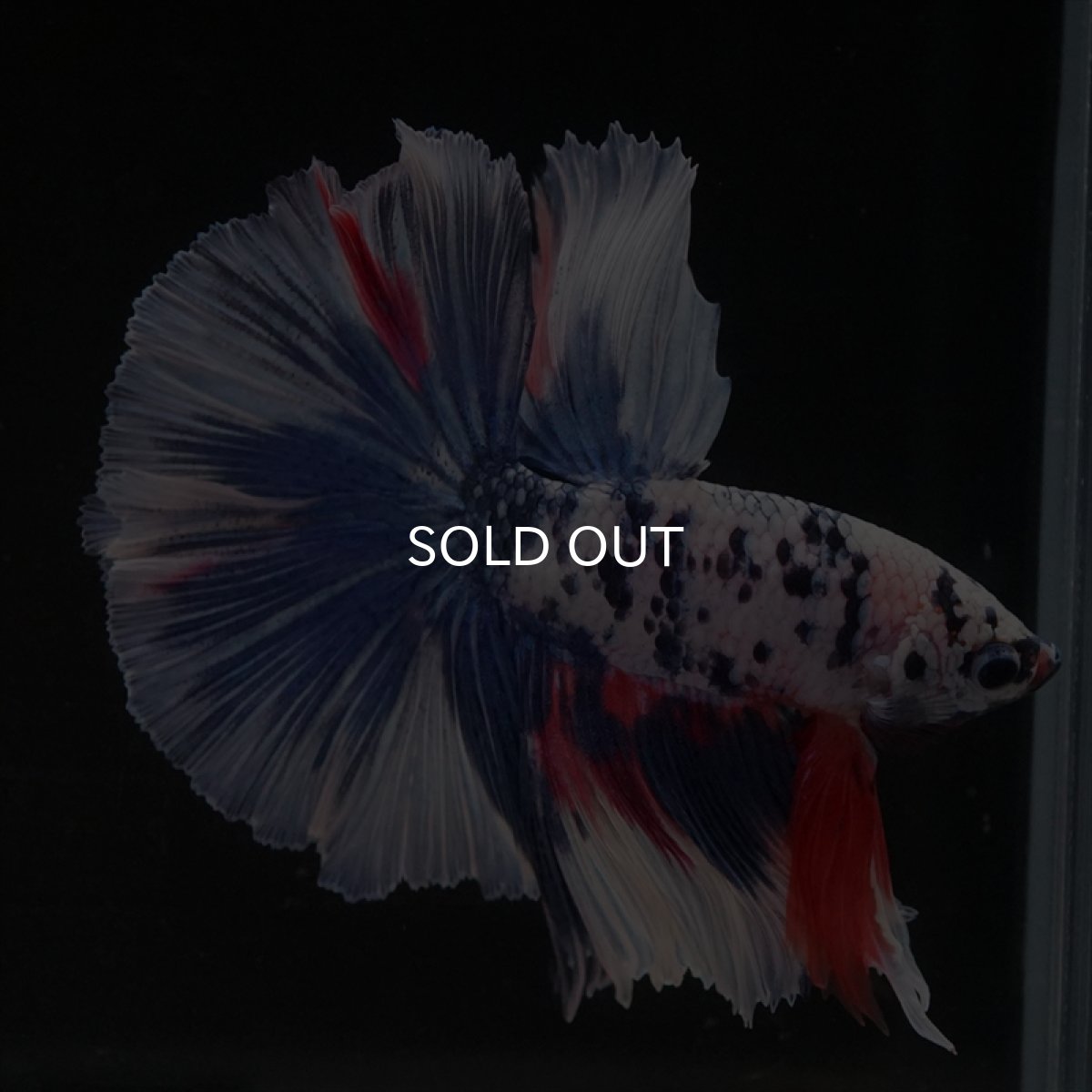 画像9: HM　ファンシーマーブル (9)