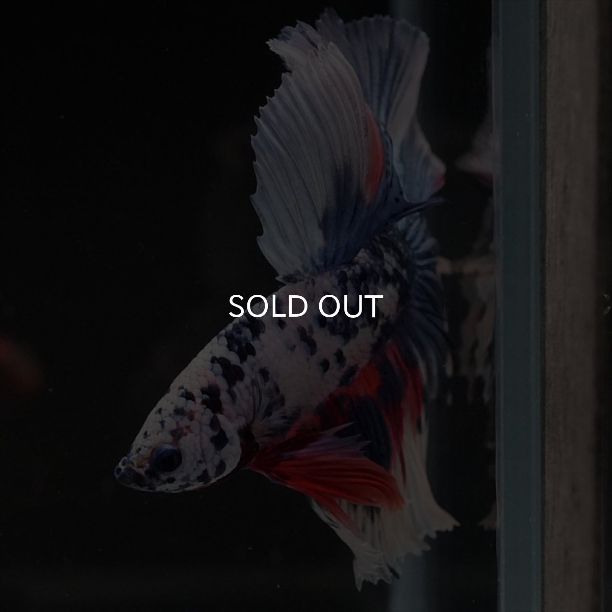 画像8: HM　ファンシーマーブル (8)