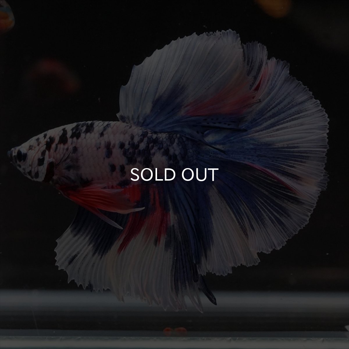 画像7: HM　ファンシーマーブル (7)