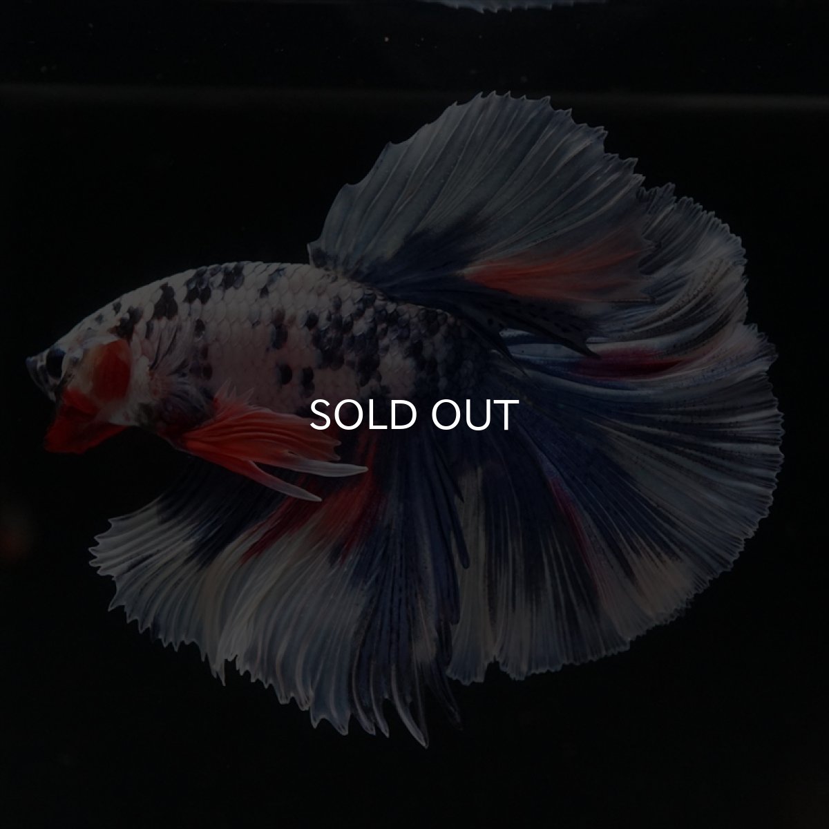 画像6: HM　ファンシーマーブル (6)