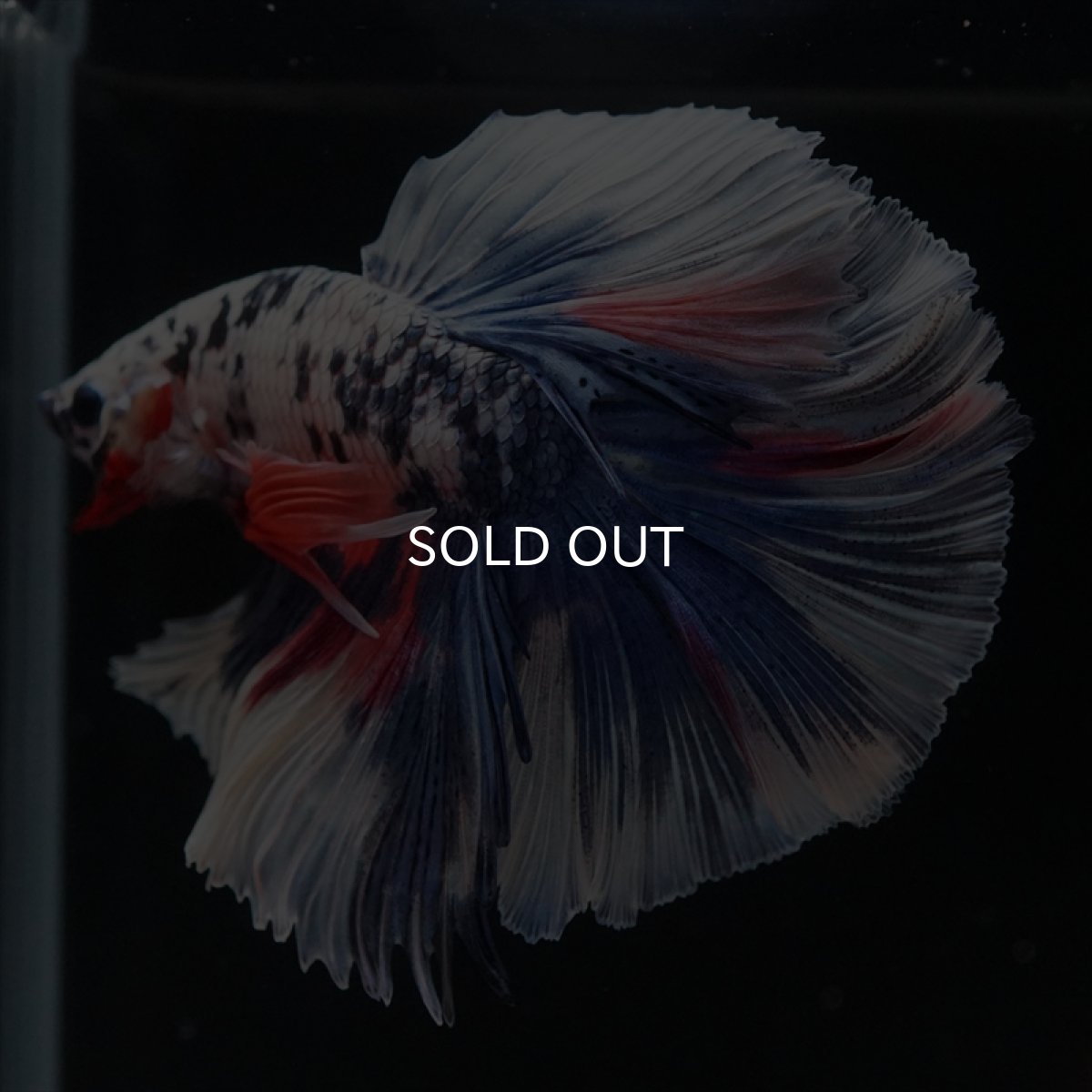 画像5: HM　ファンシーマーブル (5)