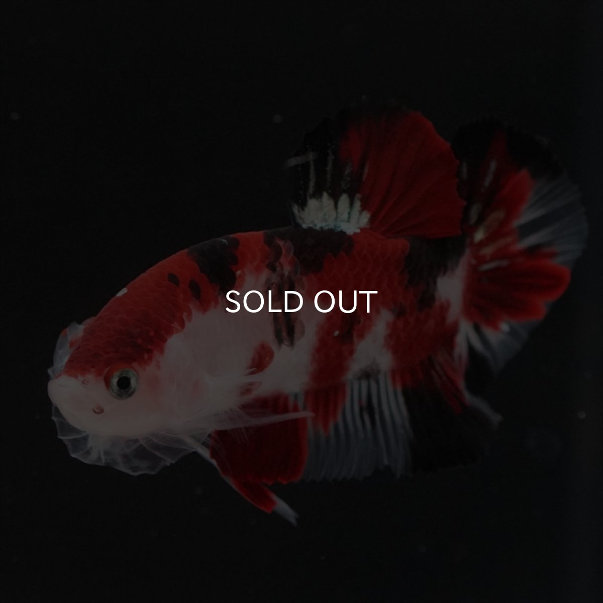 画像19: HMPK　鯉 (19)